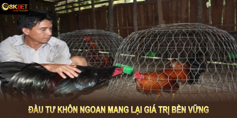 Sự tồn tại lâu đời giúp gà Chọi Anh xây dựng danh tiếng vững chắc