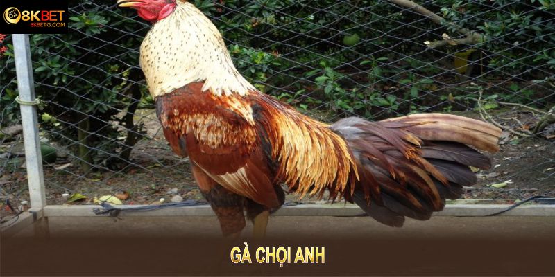 Gà Chọi Anh Và Những Thông Tin Thú Vị Về Giống Này